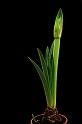 Amaryllis vor schwarzem Hintergrund